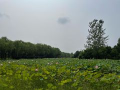 -东郊湿地公园