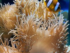 -太平洋海底世界