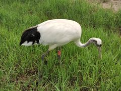 -盐城丹顶鹤湿地生态旅游区