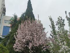 -金城公园