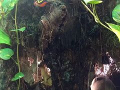 -自然餐厅(Phuket)