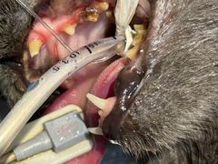 -瑞派旺宝宠物医院·犬猫全科综合·尿道专科(莲兴院)