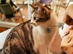 -echoes coffee回响咖啡(888街店)