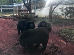 -昆明动物园