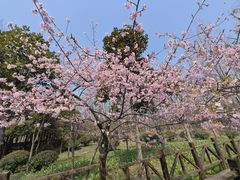 -顾村公园