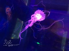 -芜湖新华联大白鲸海洋公园