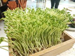 -椰子营·椰子鸡火锅(万象里店)