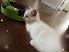 -Bastet sally猫舍购宠(静安店)