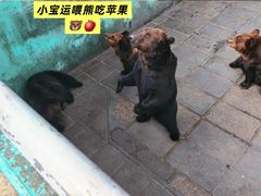 -西霞口神雕山野生动物世界