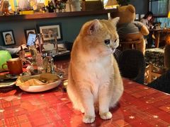 -咖法森林·咖啡  酒吧(天河店)