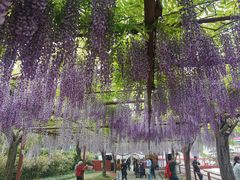 -嘉定紫藤园