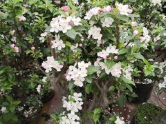 -白佛花鸟鱼虫批发市场小型宠物交易(东区)