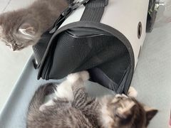 -中农国际动物医院24小时·猫科·骨科·急重症中心