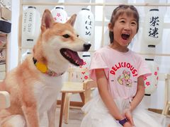 -柴迷FANS CLUB·柴犬狗咖·猫咖