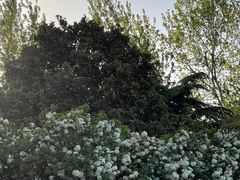 -上海滨江森林公园