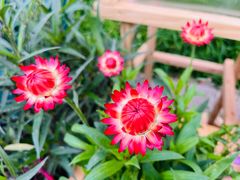 -青岛第三海水浴场