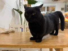 -李小姐の猫咖啡馆(五角场店)