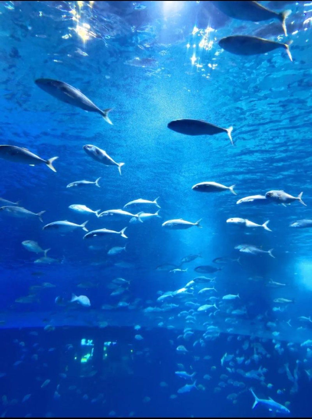 夜晚水族馆的奇幻之旅