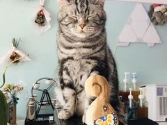 -平行世界·猫咖(首经贸店)
