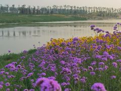-潇河湿地公园