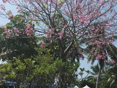 -东寨港红树林旅游区