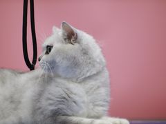 -瑞鹏宠物医院犬猫全科(真大分院)