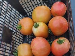 -南汇新场正宗水蜜桃采摘