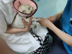 -动物缘宠物医院·骨科·猫科(西二环店)