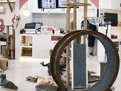 -喵园·猫主题咖啡厅·撸猫·猫咖(国贸店)