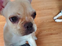 -柴犬高等学院·狗咖·柴犬售卖·宠物训练