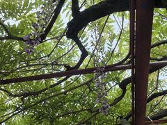 -嘉定紫藤园