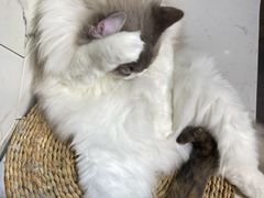 -猫房·猫吧·猫咖(龙湖时代汇店)