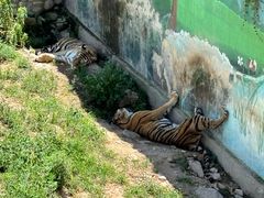 -西霞口神雕山野生动物世界