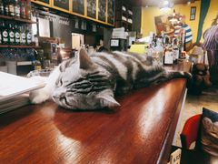 -咖法森林·咖啡  酒吧(天河店)