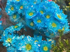 -双季花艺园艺市场(浦东店)