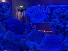 -上和臻品中国菜(花园街店)