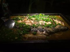 -探鱼·鲜青椒爽麻烤鱼(广州花都来又来店)