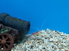 -北戴河圣蓝海洋公园