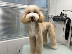 -帕帕拉兹宠物(亚洲旗舰店)