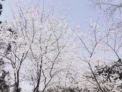 -武汉大学-樱园