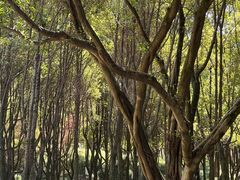 -重庆中央公园(渝北区)