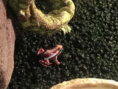 -上海大自然野生昆虫馆(东方明珠·爬宠昆虫探索中心)
