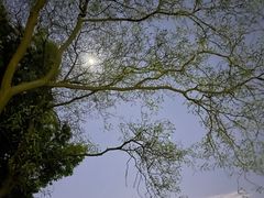 -番禺绿地公园