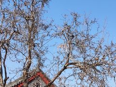 -吴桥杂技大世界