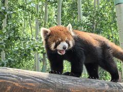 -北京野生动物园