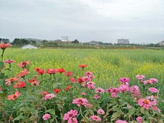 -光明小镇欢乐田园