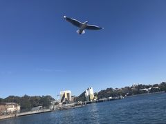 -悉尼鱼市场