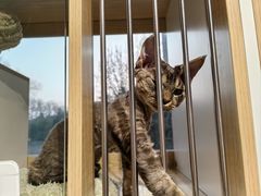 -PETKIT 小佩宠物·德文赛凯猫舍