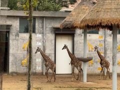 -西霞口神雕山野生动物世界