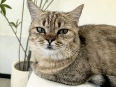 -共舞时光猫咖·狗咖(新街口店)